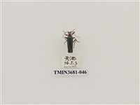 藏品(鞘翅目(1))的圖片